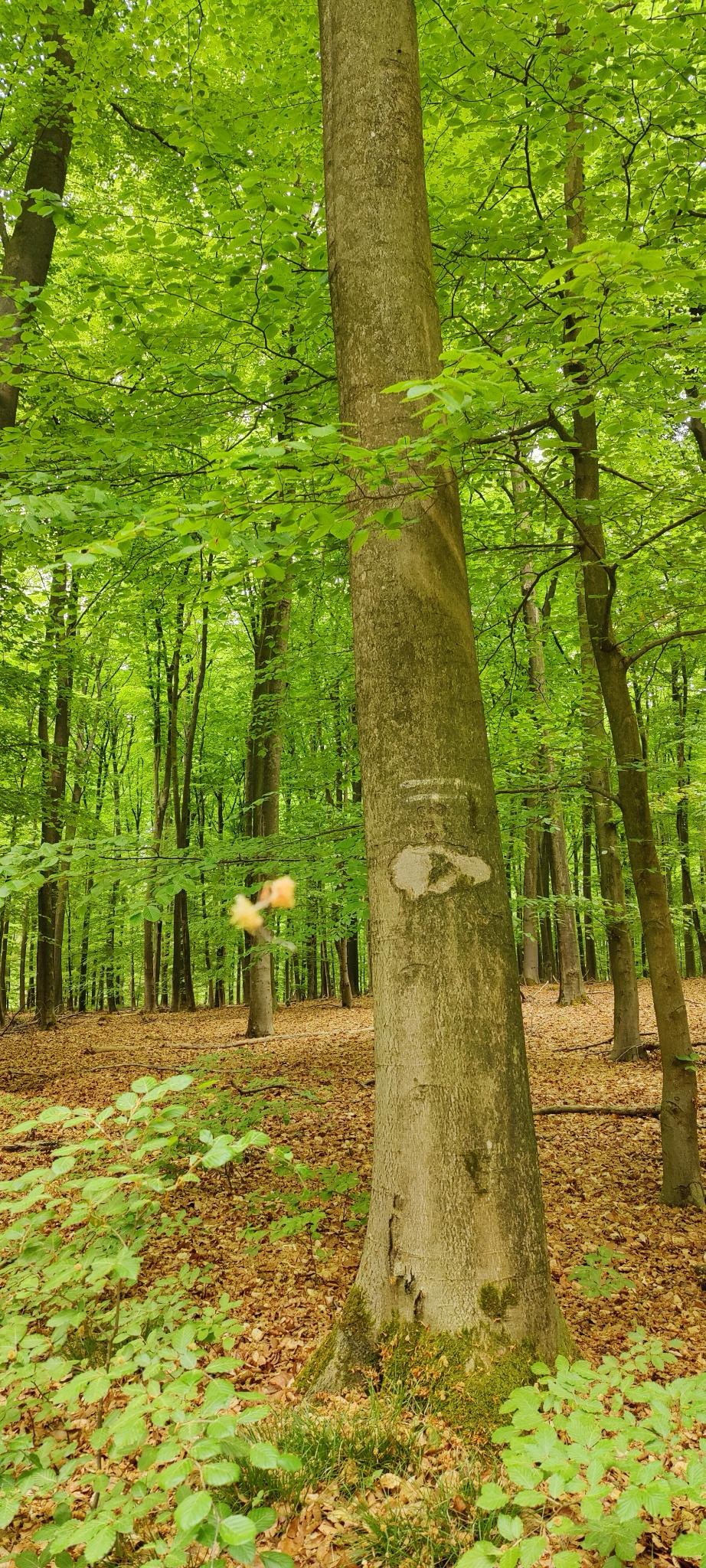 Bild 6 – Aktivierung Tüschenwald - Kurz vor dem Regen