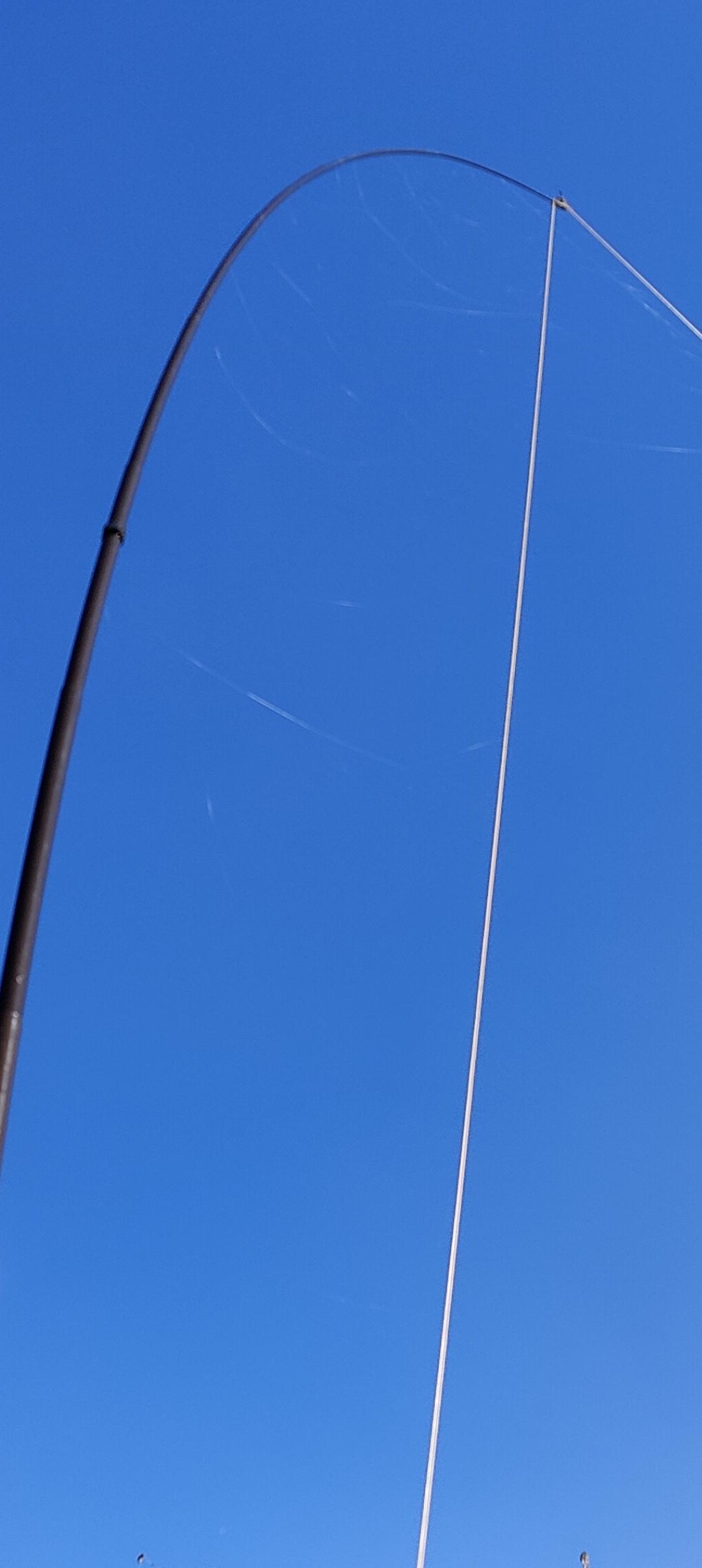 Spinnenweben